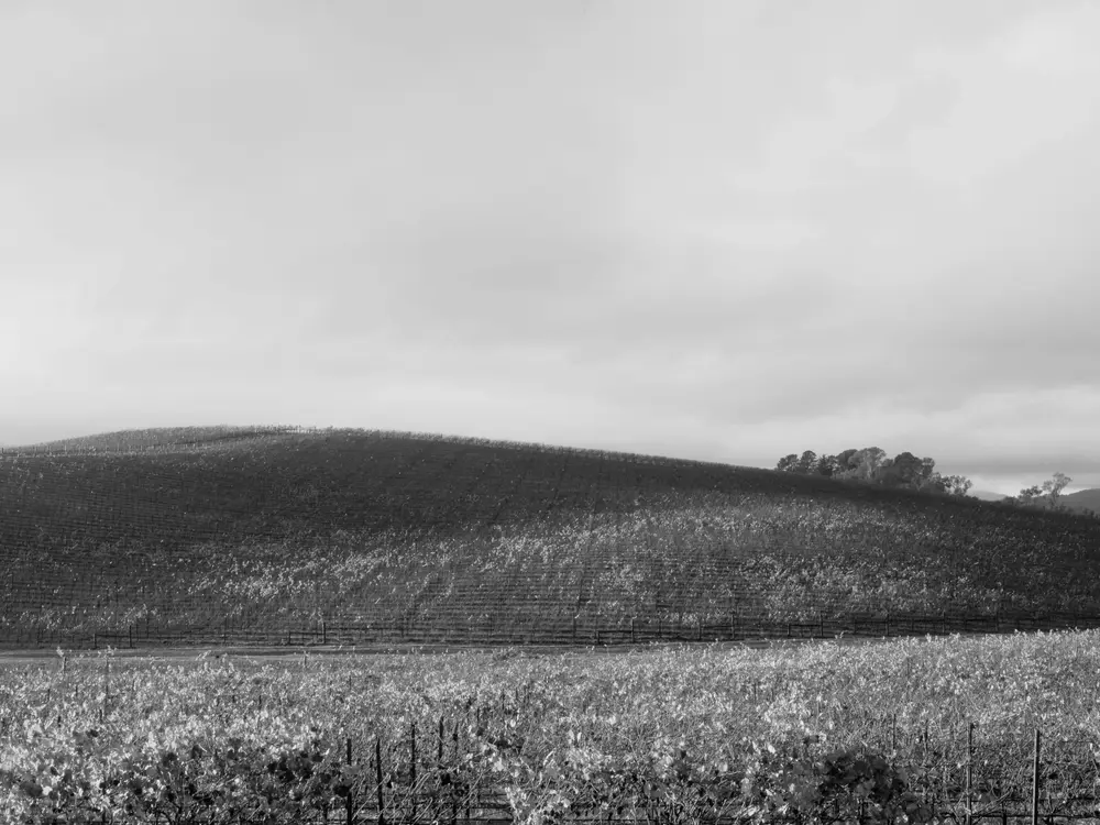 The green hill in Sonoma Valley, California, the real location of the Bliss photograph used as the Windows XP wallpaper